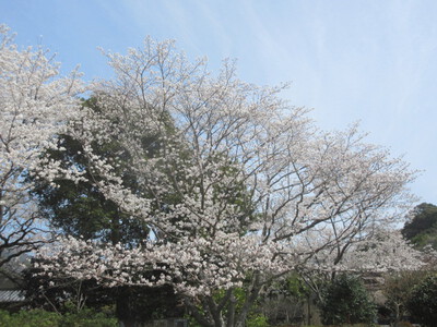 有田郷の桜模様　2023-3-27