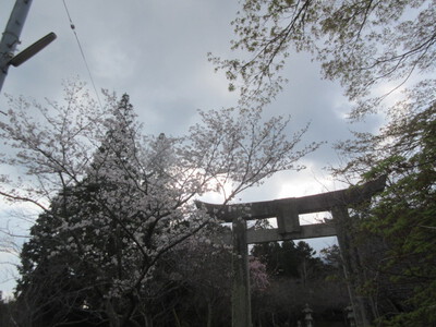 有田郷の桜模様　2023-3-27