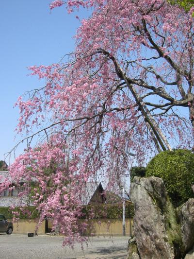 柿右衛門の枝垂れ桜  2006-4-6