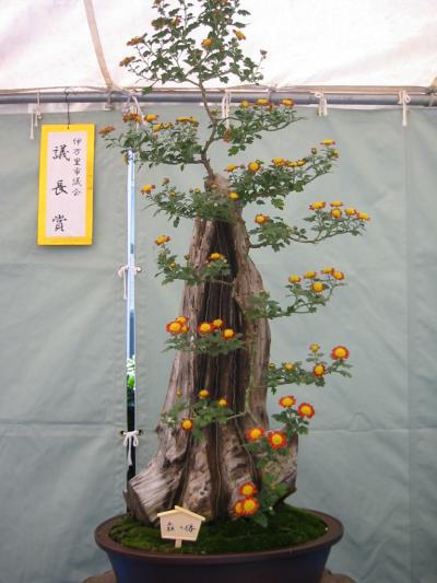 菊の花満開 2006-10-31