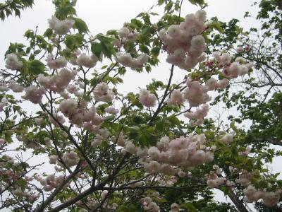 曲川神社の八重桜 2007-4-17