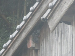 鳩が屋根裏に入ろうとしています