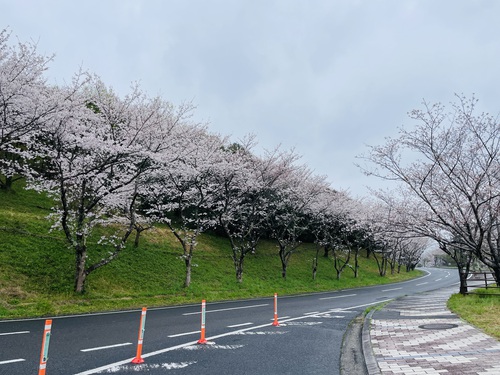 【有田の桜開花情報2024】焱の博記念堂・有田ポーセリンパークの桜
