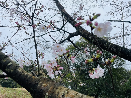 【有田の桜開花情報2024】歴史と文化の森公園(焱の博記念堂)