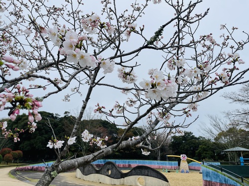 【有田の桜開花情報2024】焱の博記念堂・有田ポーセリンパークの桜