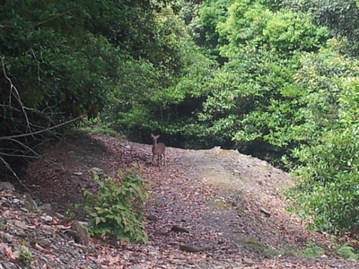 坂の街の激坂の山~八郎岳~ 坂の街の激坂の山~八郎岳~