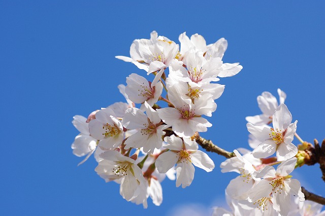 桜