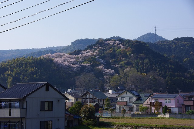 桜