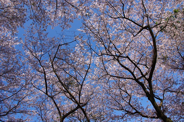 桜