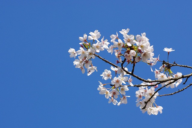 桜