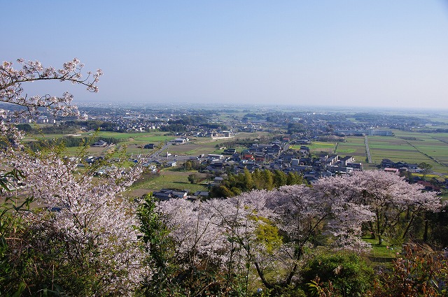 桜