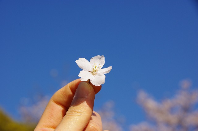 桜