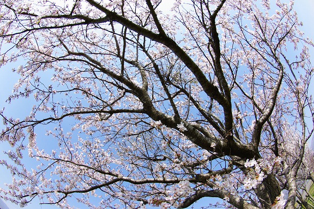 ココロのつぼみ