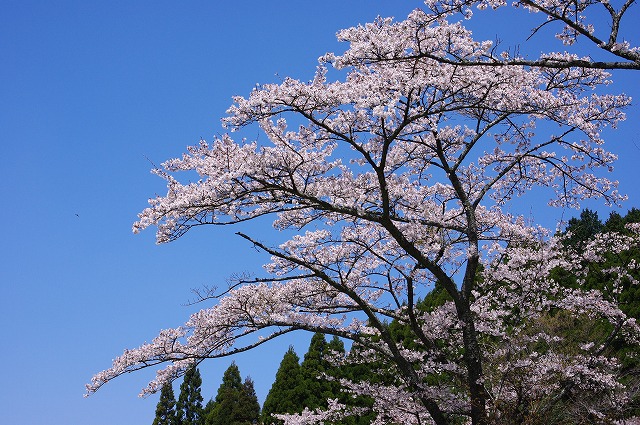 ココロのつぼみ