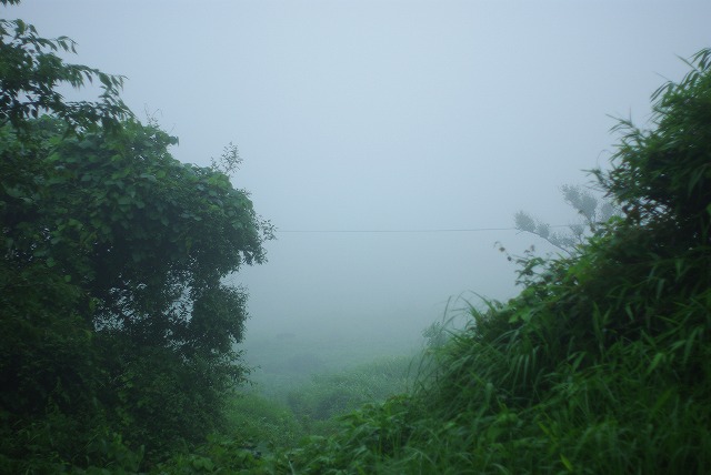 草食系