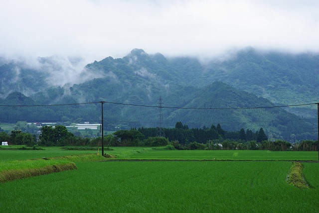 草食系
