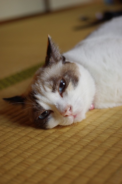 春の光