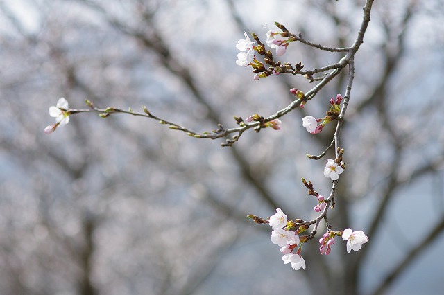 夜桜