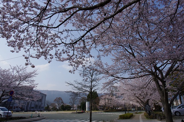 夜桜