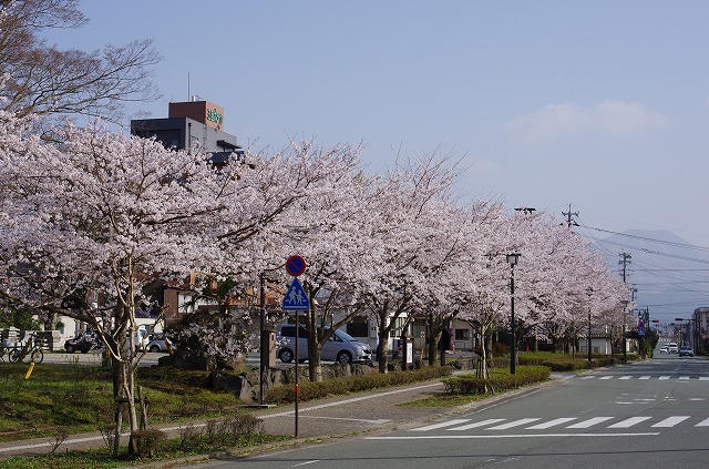 夜桜