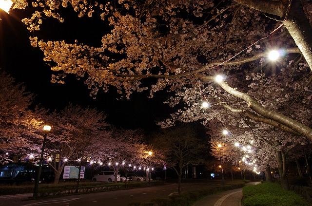 夜桜