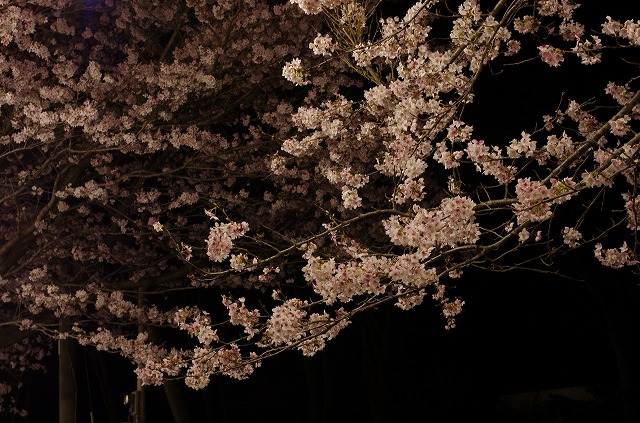 夜桜