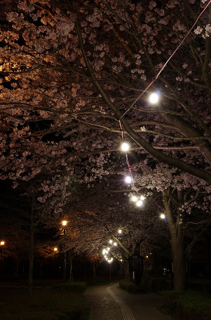 夜桜