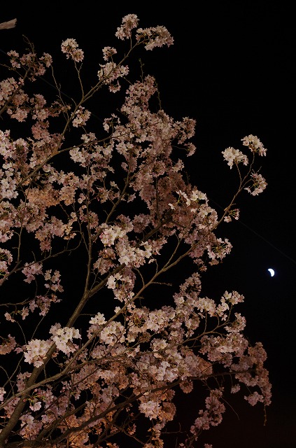 夜桜