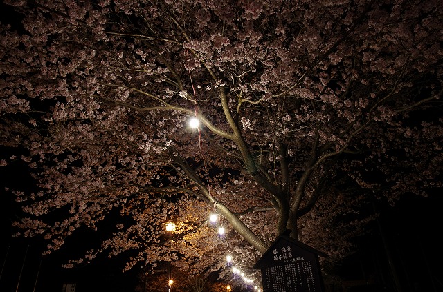 夜桜