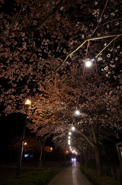 夜桜