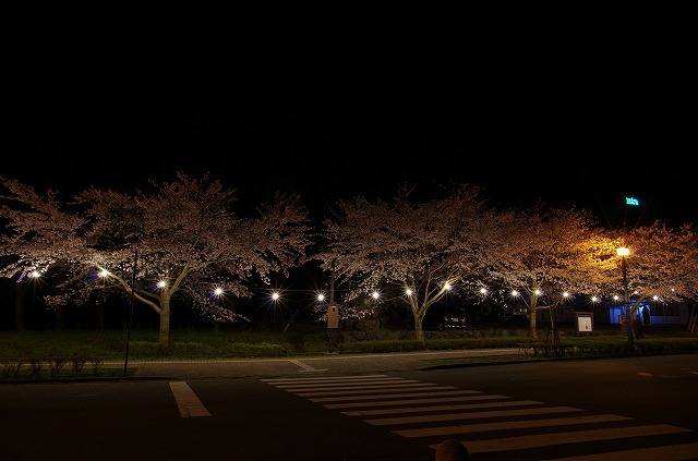 夜桜