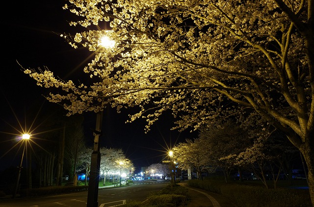 夜桜