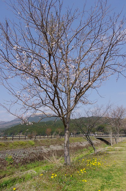 夜桜