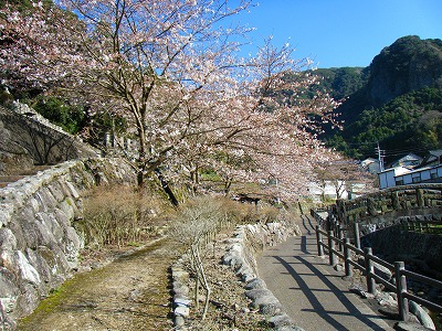 大川内山の桜が。