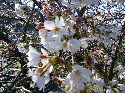 大川内山の桜が。