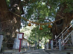 一本柱の鳥居