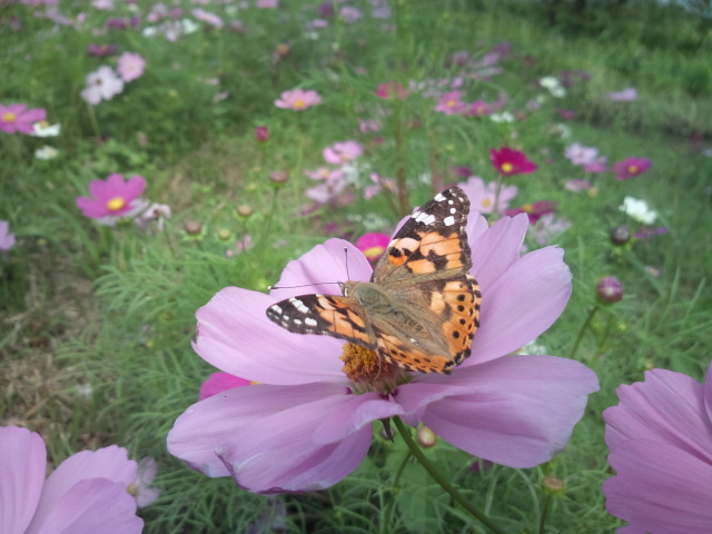 吉野ヶ里公園の…