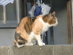 さが恵比須八十八ヶ所巡りその4