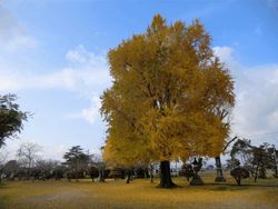 さが恵比須八十八ヶ所巡りその15