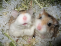 ▼ギプスが窮屈な11日目▼