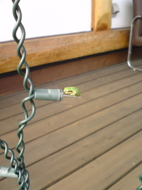 ほのぼのした生き物!