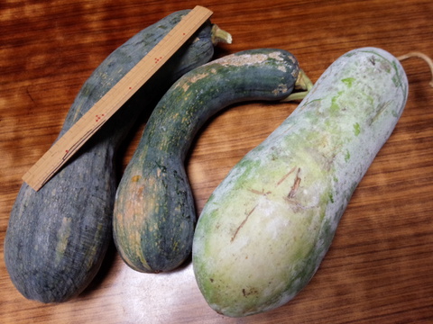 お土産は鶴首南瓜と冬瓜 お土産は鶴首南瓜と冬瓜