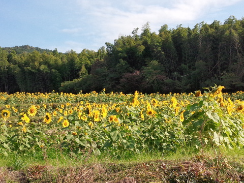 みやき町 山田地区のひまわり園が見頃 みやき町 山田地区のひまわり園が見頃