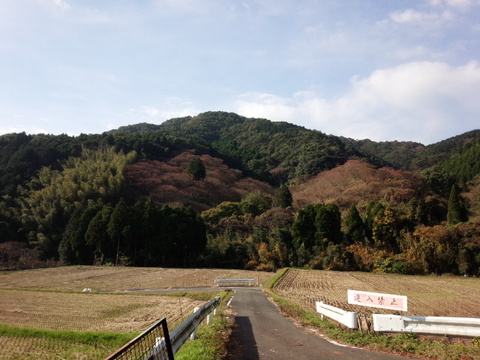 みやき町 山田地区のひまわり園が見頃 みやき町 山田地区のひまわり園が見頃