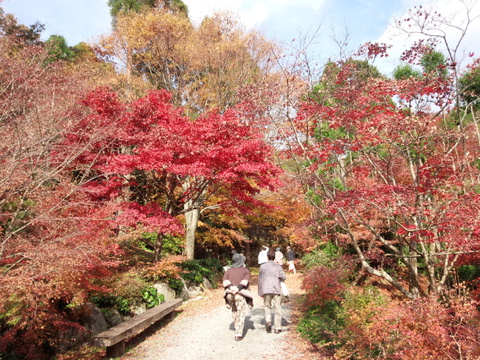 厳木町「環境芸術の森」のモミジ見頃です 厳木町「環境芸術の森」のモミジ見頃です