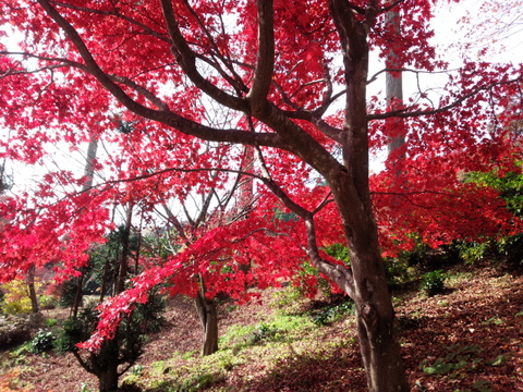 厳木町「環境芸術の森」のモミジ見頃です 厳木町「環境芸術の森」のモミジ見頃です