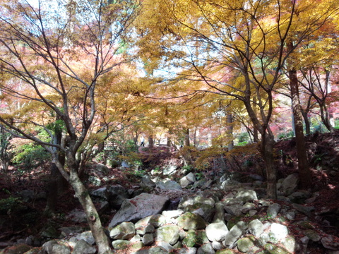 厳木町「環境芸術の森」のモミジ見頃です 厳木町「環境芸術の森」のモミジ見頃です