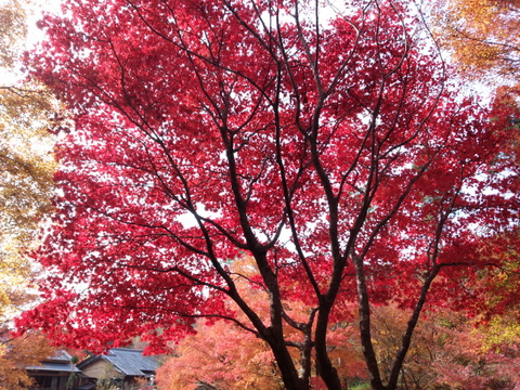 厳木町「環境芸術の森」のモミジ見頃です 厳木町「環境芸術の森」のモミジ見頃です