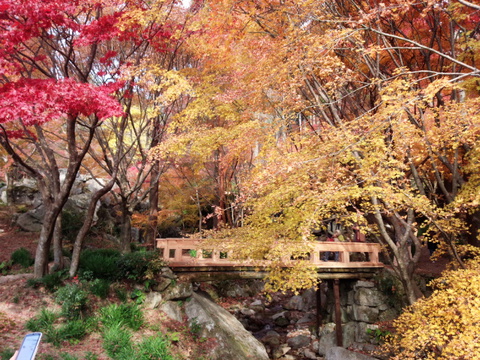 厳木町「環境芸術の森」のモミジ見頃です 厳木町「環境芸術の森」のモミジ見頃です