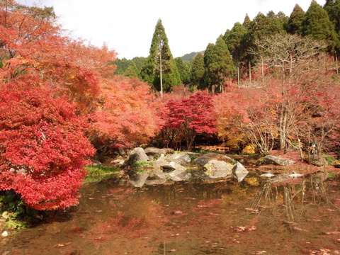 厳木町「環境芸術の森」のモミジ見頃です 厳木町「環境芸術の森」のモミジ見頃です